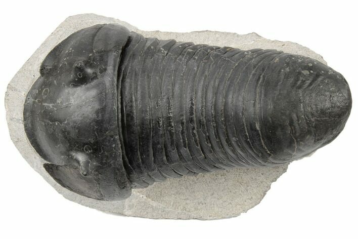 Bargain, Inflated Wenndorfia Trilobite - Composite Head #190160